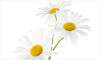 Picture of CHAMOMILE PURE TONER 250ML